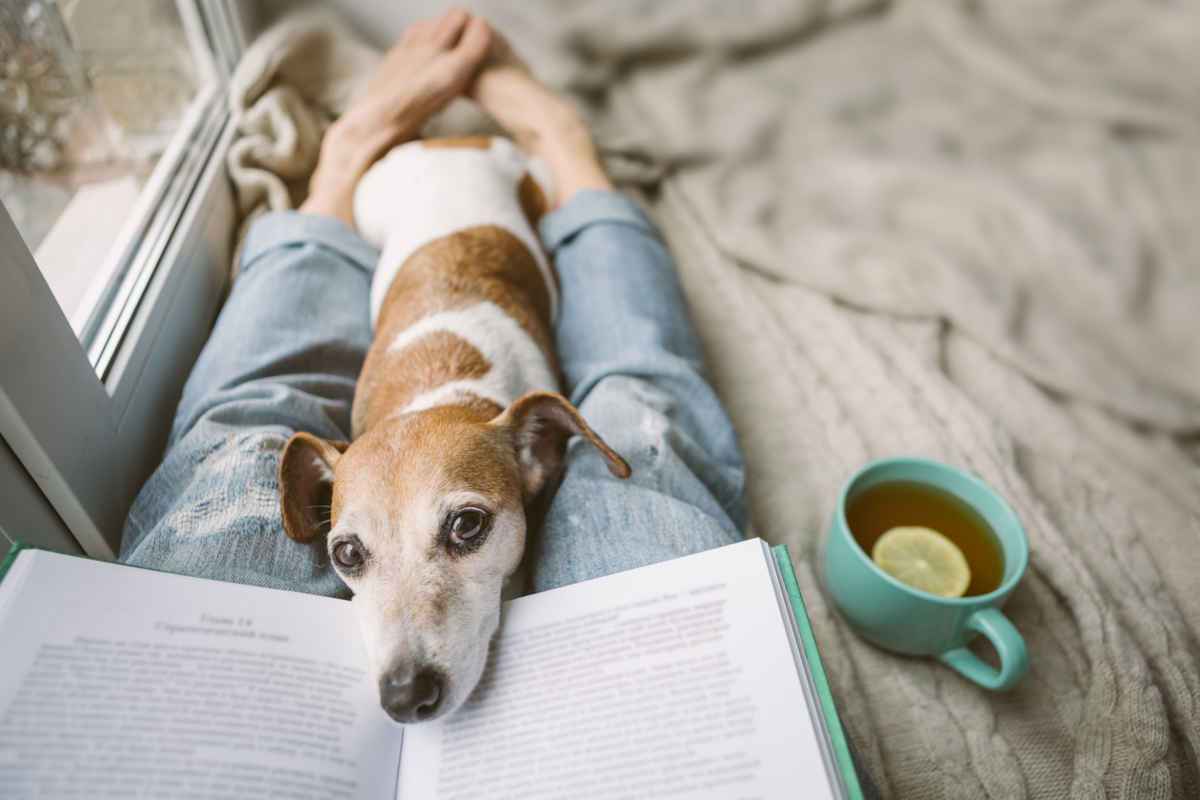 Dog lying on blanket looking up to owner