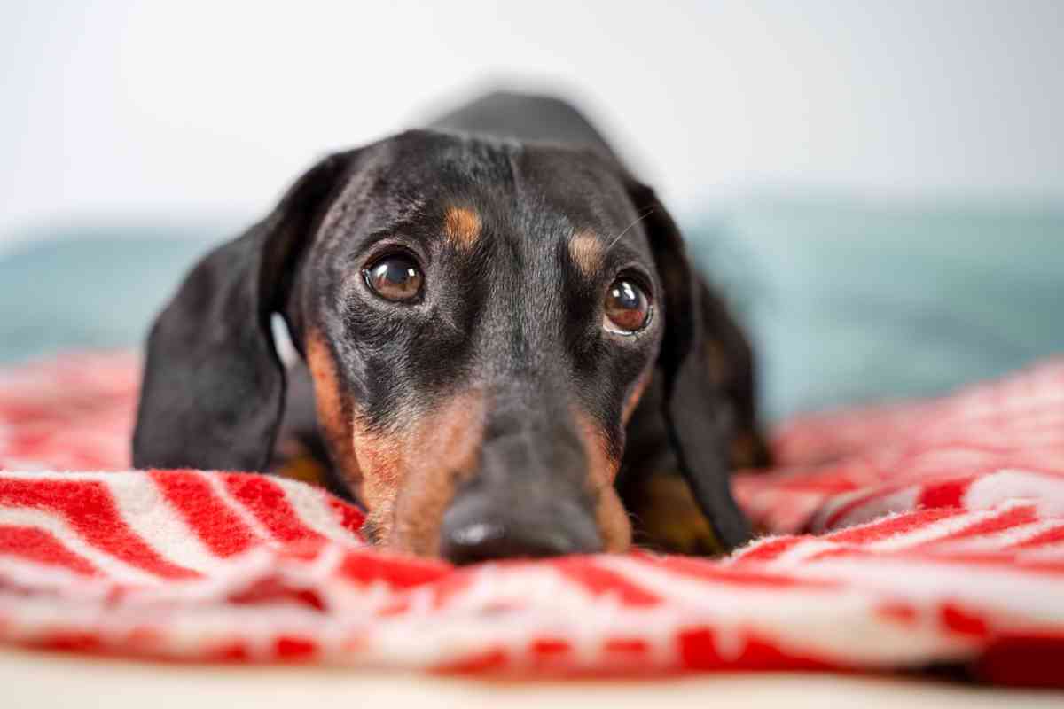 Black and tan dachshund lying on blanket