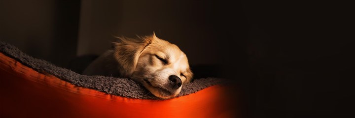Dog asleep on orange bed