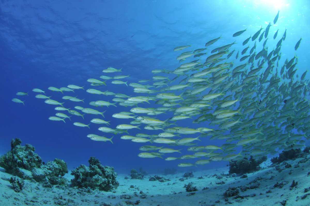 School of fish in the ocean