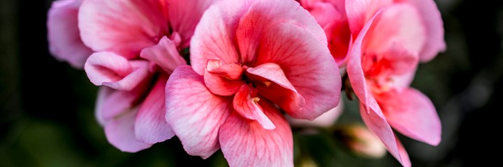 Pelargonium flowers