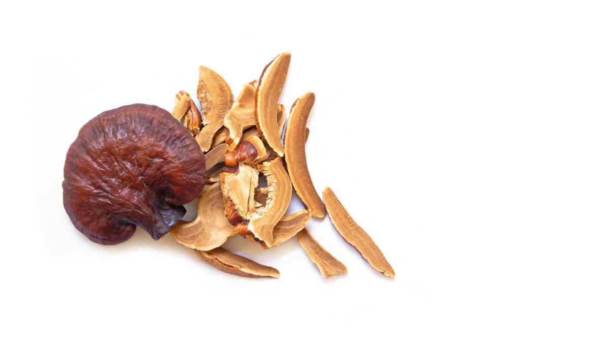 Reishi mushrooms and slices on white background