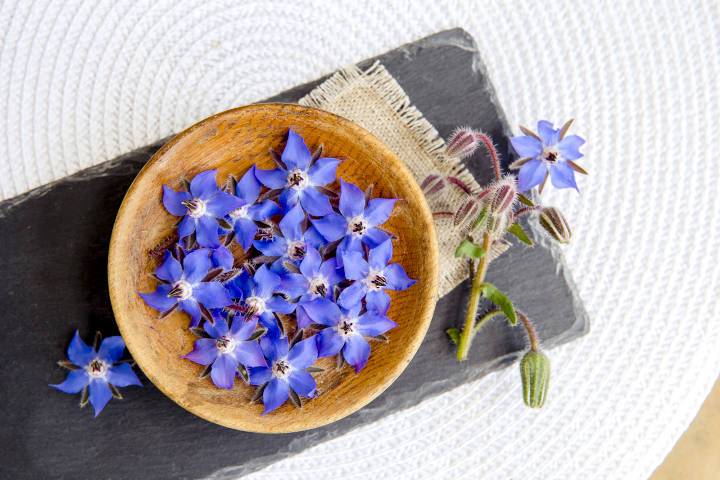 Starflowers in a bowl on a slate